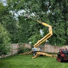 Trusted Savannah, GA Tree Services Experts
