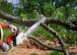 Best Lawn Renovation and Restoration  in Savannah, GA