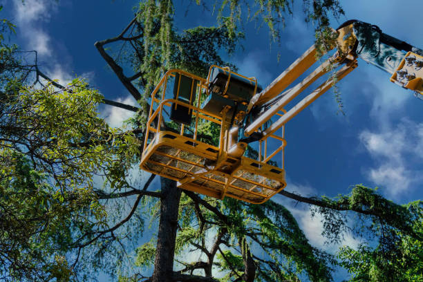How Our Tree Care Process Works  in  Savannah, GA